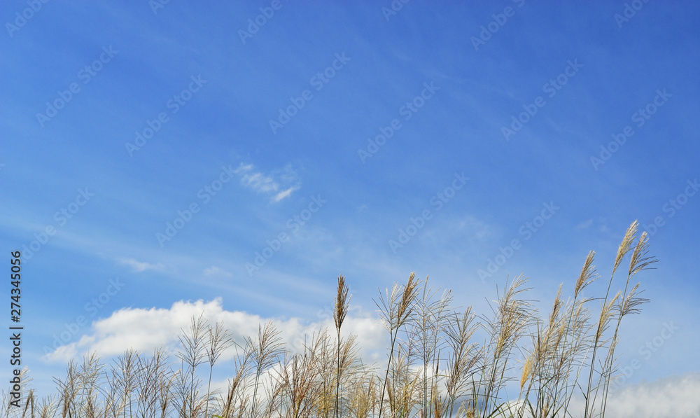 Fototapeta premium grass and sky