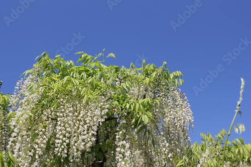 藤の花と空