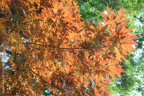 鮮やかな紅葉