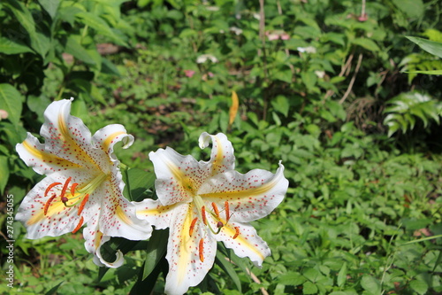 白いユリの花