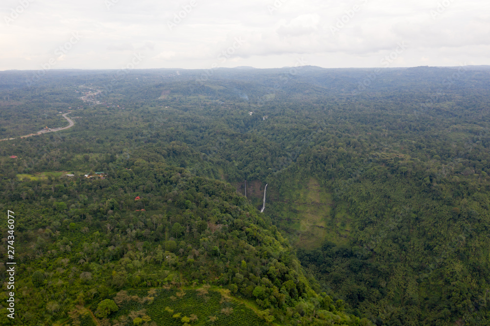 Fototapeta premium Tropical Forest in Laos