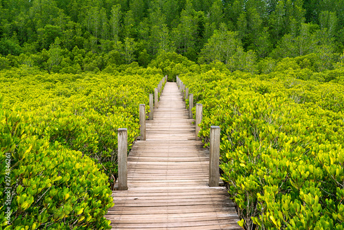 Wooden walking bridge in golden mangrove forest in Thailand