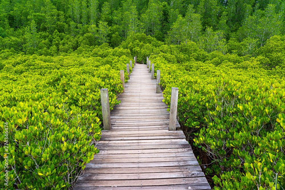 Small wooden bridge in golden mangrove field in Thailand Small wooden bridge in golden mangrove field in Thailand