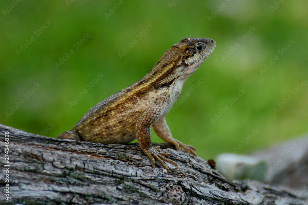 Brown Lizard With Beautifull Green Background Brown Lizard With Beautifull Green Background