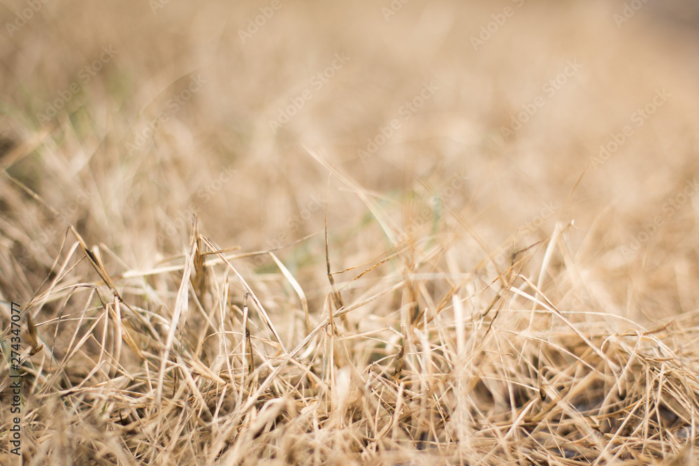 Fototapeta premium Selective focus of Dry meadow close up