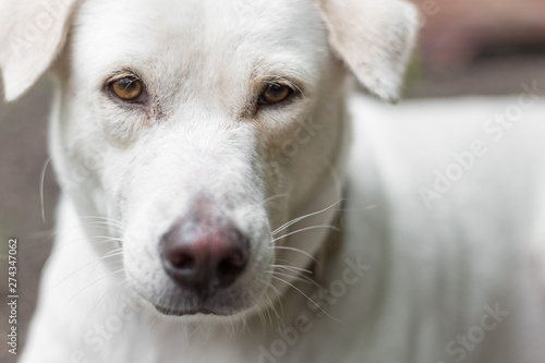 Close up of White dog looking