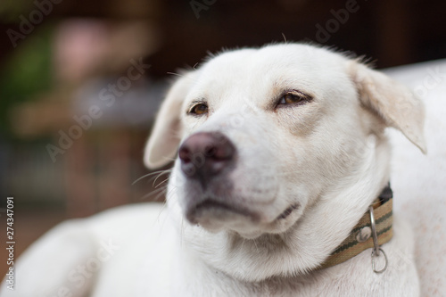 Close up of White dog looking