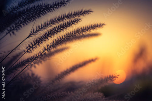 Wallpaper Mural field of grass during sunset Torontodigital.ca