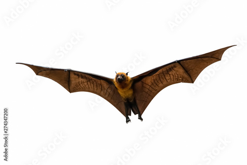 fruit bat flying  on a white background 