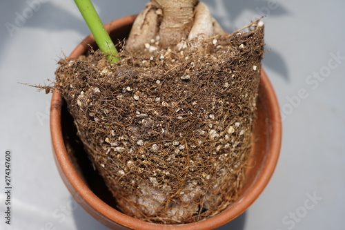 ガジュマルの根鉢