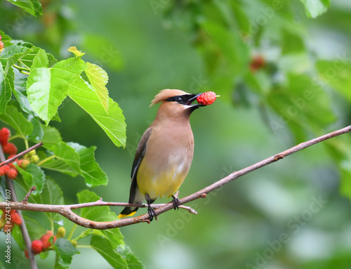 cedar waxwing bird eating mulberry fruit on the tree