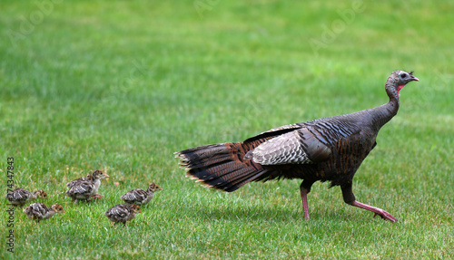 a flock of young chick follow mother turkey on the meadow
