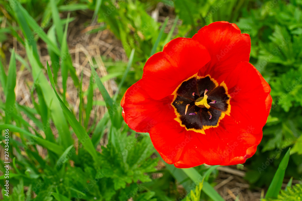 Red poppy flower among green grass. Horizontal frame. Copy space. Red poppy flower among green grass. Horizontal frame. Copy space.