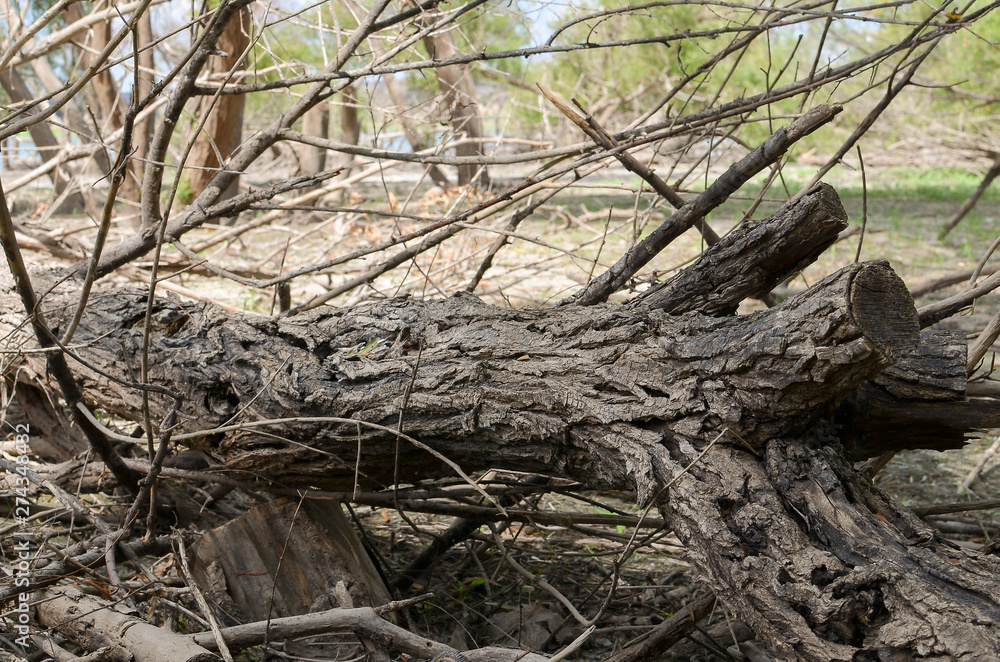 tree in the forest