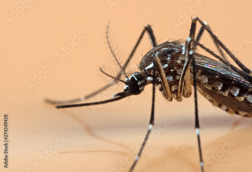 Macro Photo of Yellow Fever Mosquito Isolated on Orange Background