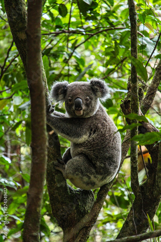 Fototapeta Naklejka Na Ścianę i Meble -  Wild koala spotted in Night Cap National Park Australia