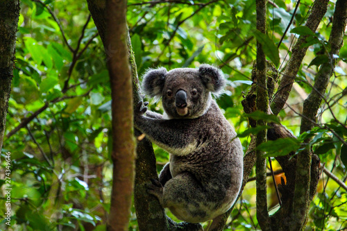Canvas Print Wild koala spotted in Night Cap National Park Australia