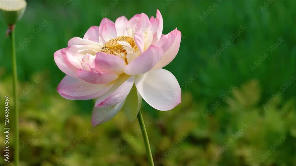 beautiful ping lotus flower in blooming beautiful ping lotus flower in blooming