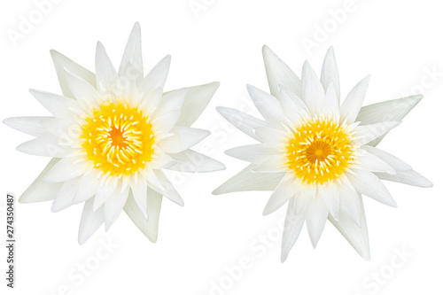 Beautiful White lotus flower bouquet isolated on the white background. Photo with clipping path..
