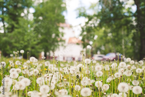field of dandelions summer mood sunny