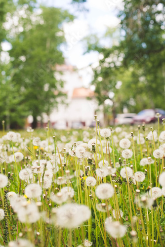 field of dandelions summer mood sunny