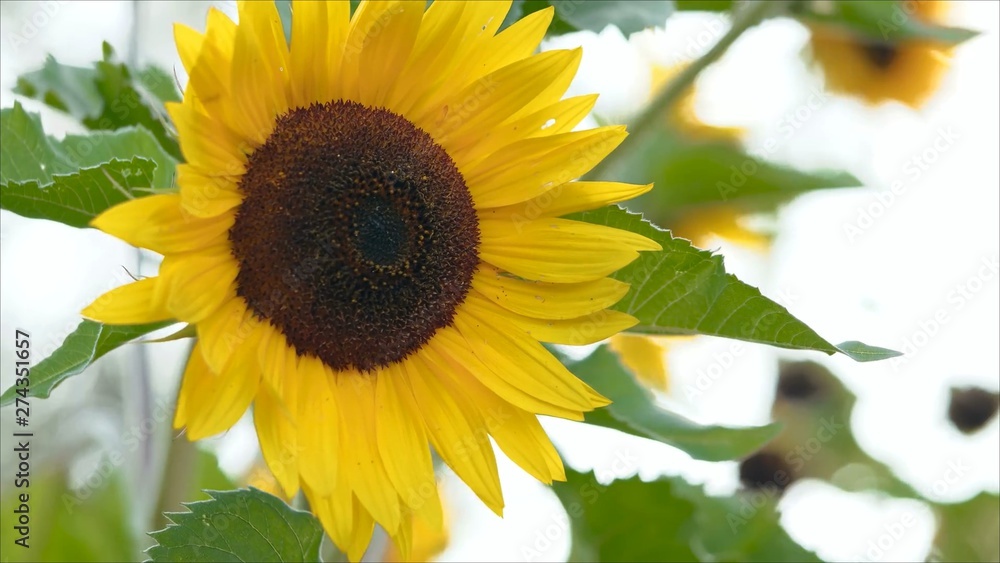 Obraz premium Close up to yellow sunflower
