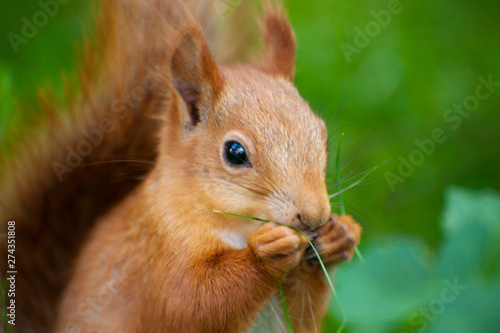 red squirrel on the grass. Close up