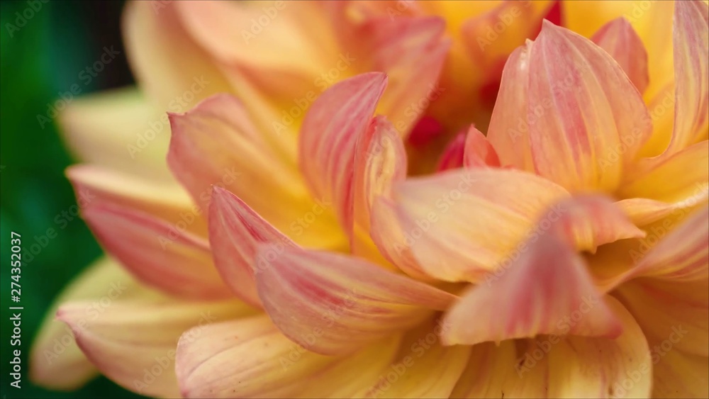 Fototapeta premium Close-up Image of Beautiful Orange Chrysanthemum
