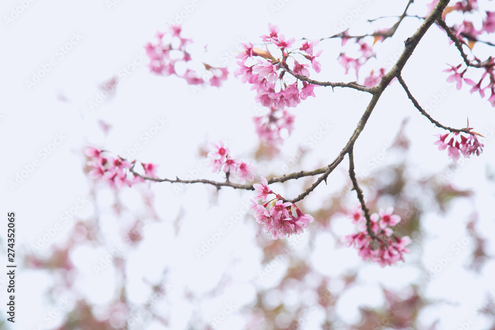 Beautiful cherry blossom or sakura in spring time over sky Beautiful cherry blossom or sakura in spring time over sky