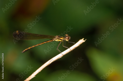 Dragonfly on branches in nature