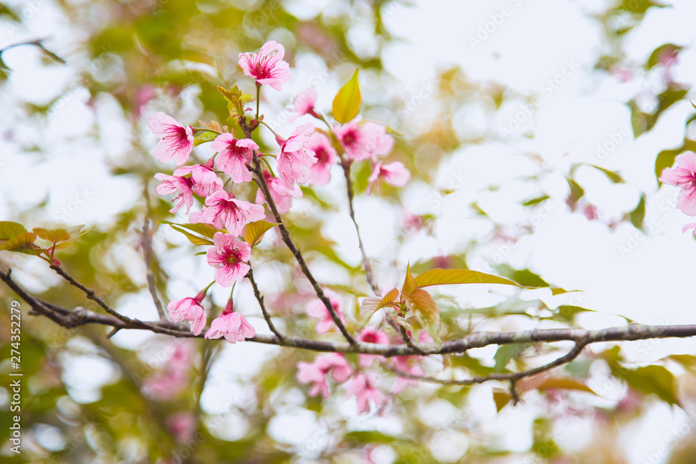 Beautiful cherry blossom or sakura in spring time over sky Beautiful cherry blossom or sakura in spring time over sky