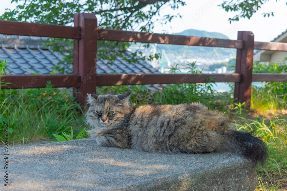 Obraz premium 尾道の野良猫
