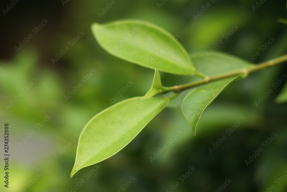 Closeup nature view of green leaf   under sunlight. Natural green plants landscape using as a background or wallpaper
