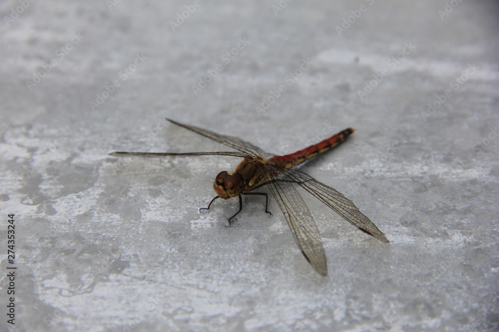 Obraz premium 平らな場所で休むトンボ(山形県)