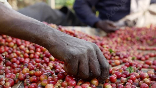 Coffee sorting ripe organic raw berries HD slow-motion photo