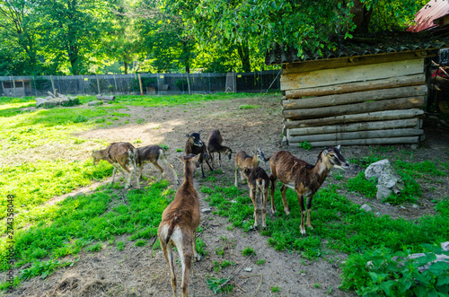 Fototapeta Naklejka Na Ścianę i Meble -  kozy