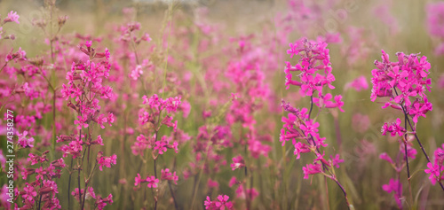 Fototapeta Naklejka Na Ścianę i Meble -  Wild flowers of summer meadow. Nature background.