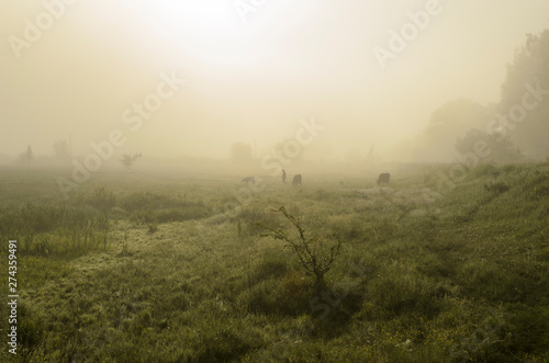 Picturesque fairy sunrise over a misty meadow in summer morning