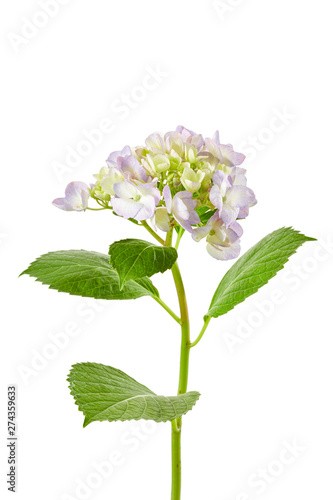 紫陽花 アジサイ 切り抜き バック白飛ばし Stock Photo Adobe Stock