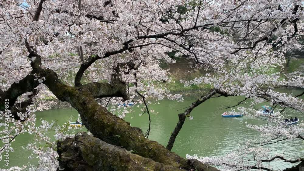 Boats navigating behind a long branch of cherry blossom by the Imperial Palace moat at Chidorigafuchi Park. Camera fixed-Angle neutral-Long shoot. Daytime. TOKYO JAPAN 02-04-2019 Boats navigating behind a long branch of cherry blossom by the Imperial Palace moat at Chidorigafuchi Park. Camera fixed-Angle neutral-Long shoot. Daytime. TOKYO JAPAN 02-04-2019