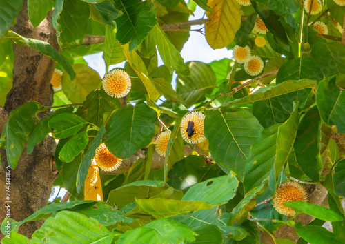 Neolamarckia cadamba, burflower-tree, laran, Leichhardt pine, kadam, Scientific name Anthocephalus chinensis Rich. ex Walp. photo