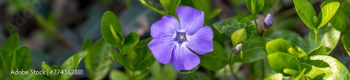 Banner of Young spring flower Periwinkle plant with green leaves and blue flowers