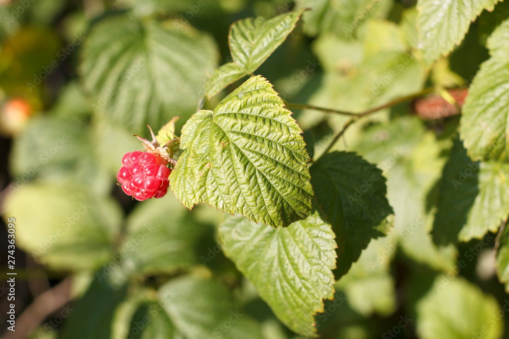 Delicious, juicy, organic raspberries on a green background growing on the bushes Delicious, juicy, organic raspberries on a green background growing on the bushes