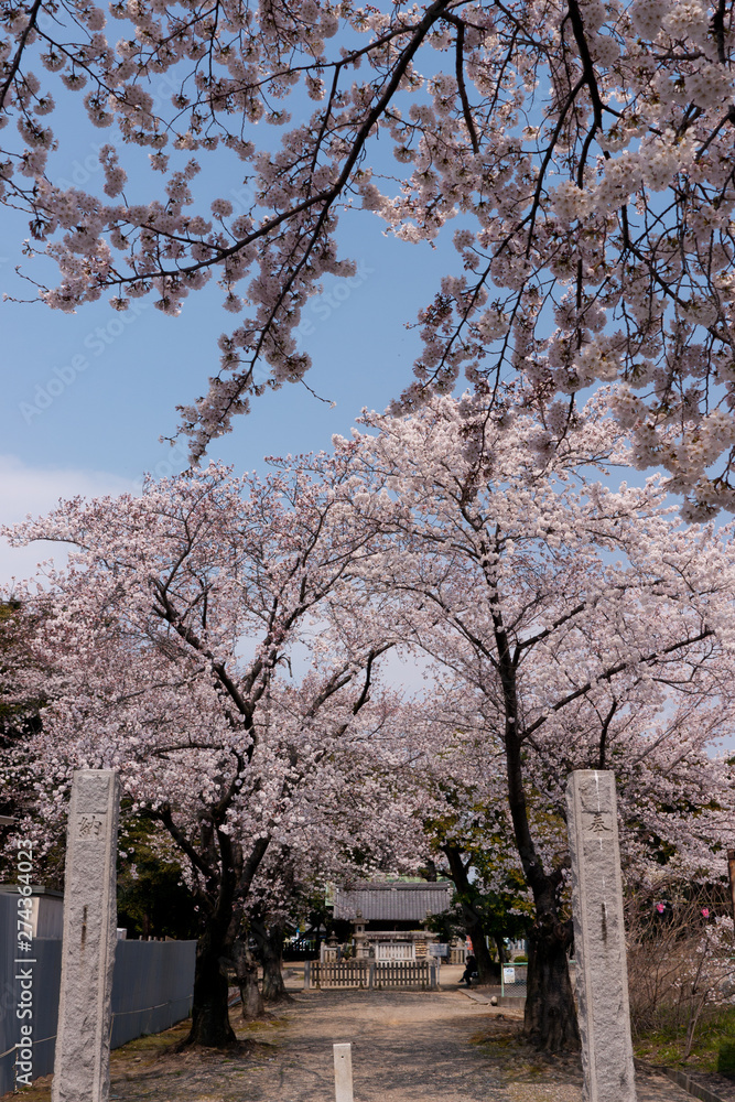 Obraz premium 春の満開の桜の花