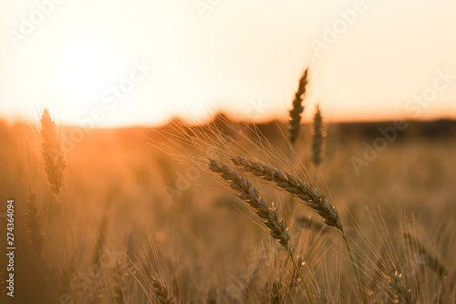 sunset in the field with wheat