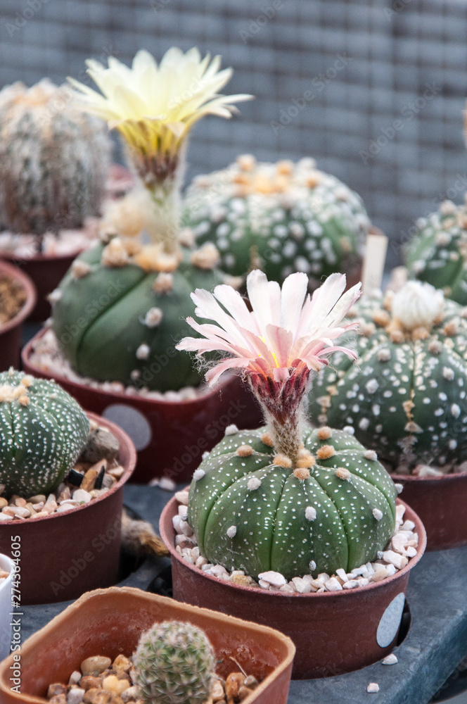 cactus and succulents flowers, Astrophytum asterias cactus and succulents flowers, Astrophytum asterias