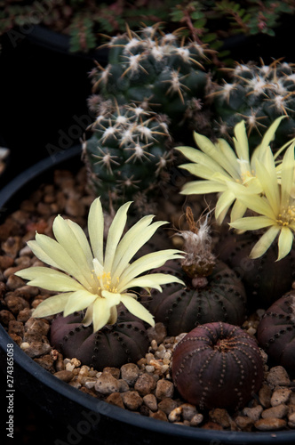 Frailea castanea v. nitens, cactus and succulents flower photo