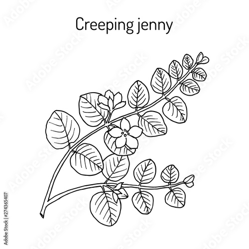Creeping jenny, moneywort, herb twopence or twopenny grass lysimachia nummularia , medicinal plant