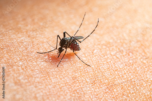 mosquito on man's skin photo