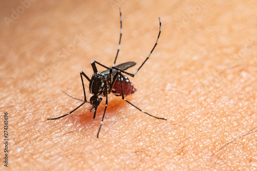 mosquito attack to human photo